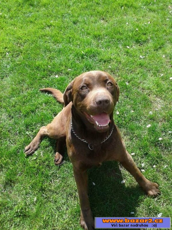 Hnědý labrador ke krytí