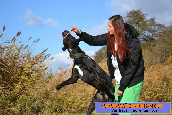 Americký pitbulteriér