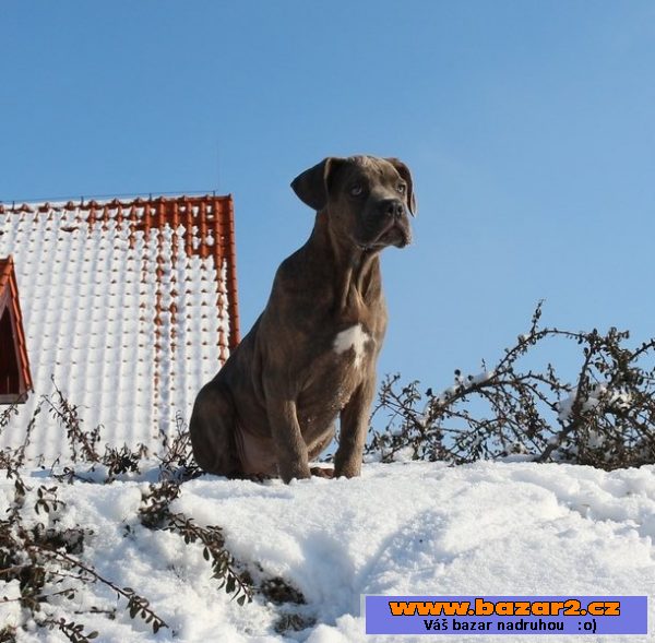 Cane Corso modrý pejsek