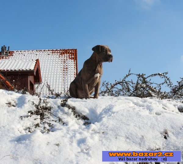 Cane Corso modrý pejsek