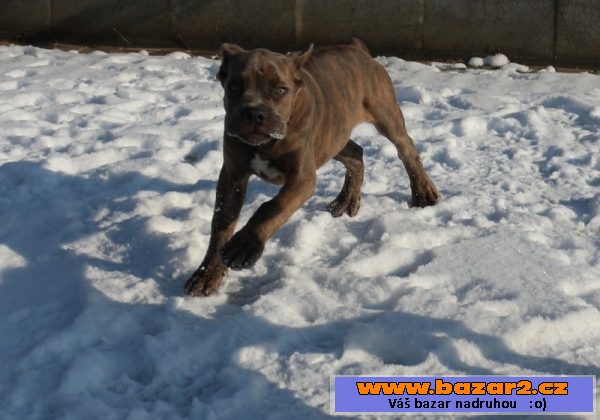 Cane Corso modrý pejsek