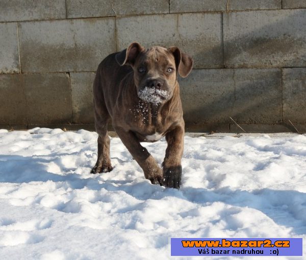 Cane Corso modrý pejsek