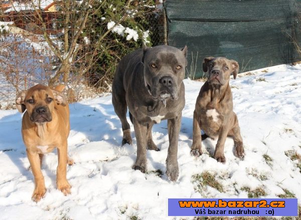 Cane Corso modrý pejsek