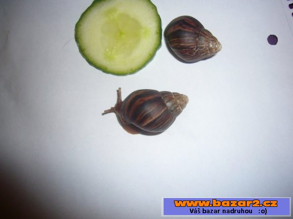 Achatina - šnečí obr :)