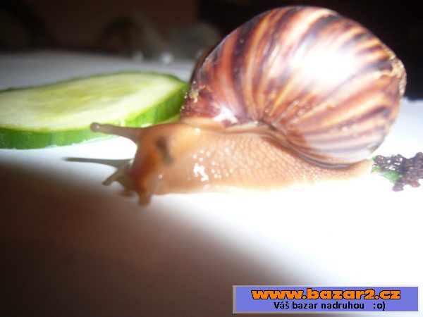Achatina - šnečí obr :)