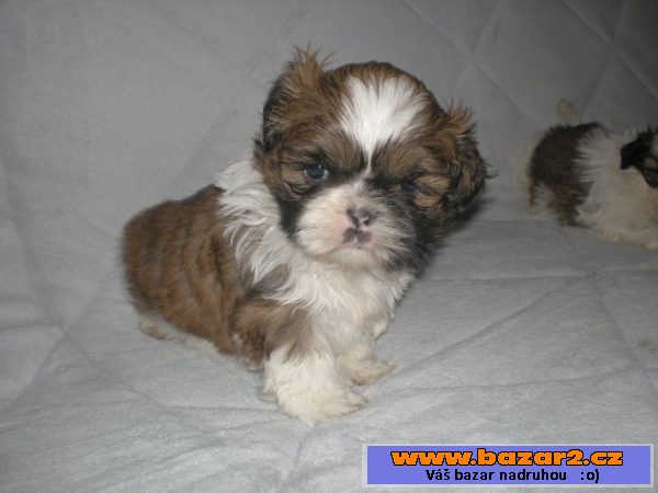 Shih-tzu