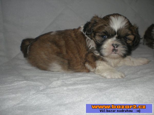 Shih-tzu