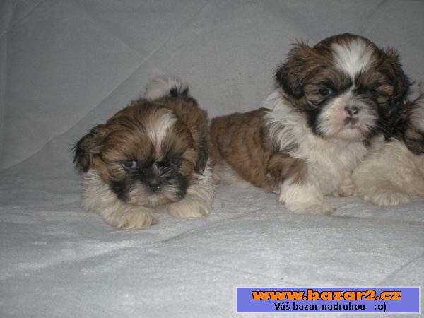 Shih-tzu