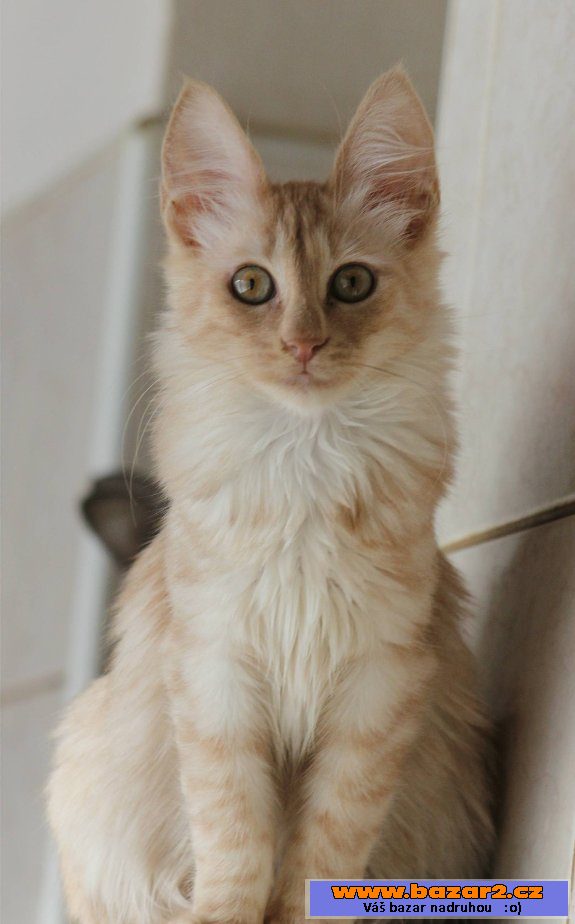Turecka Angora kotatka s PP