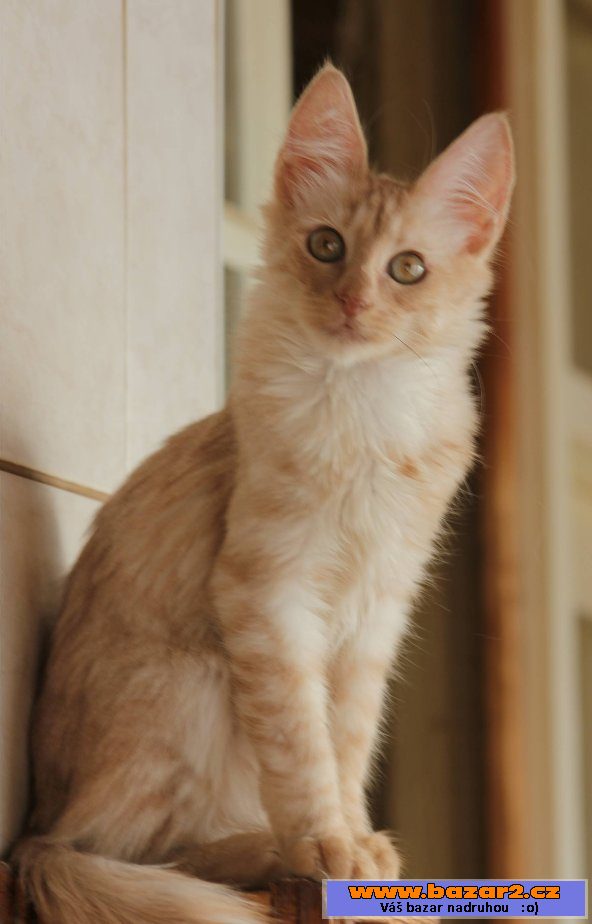 Turecka Angora kotatka s PP