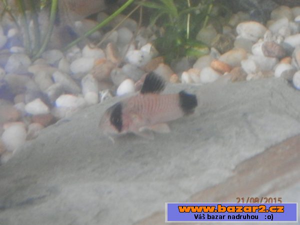 Corydoras fešáček Panda