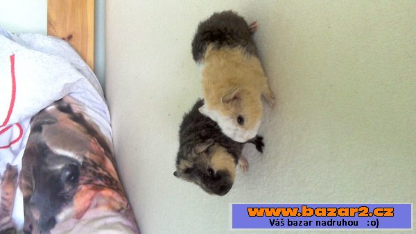 Morčatka US teddy
