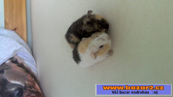 Morčatka US teddy