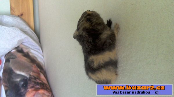 Morčatka US teddy