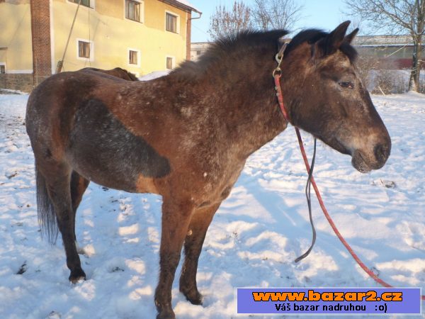 Ponny kobylka Usuanka