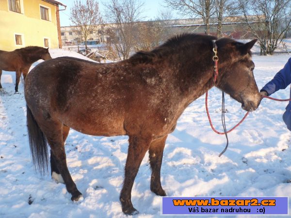Ponny kobylka Usuanka