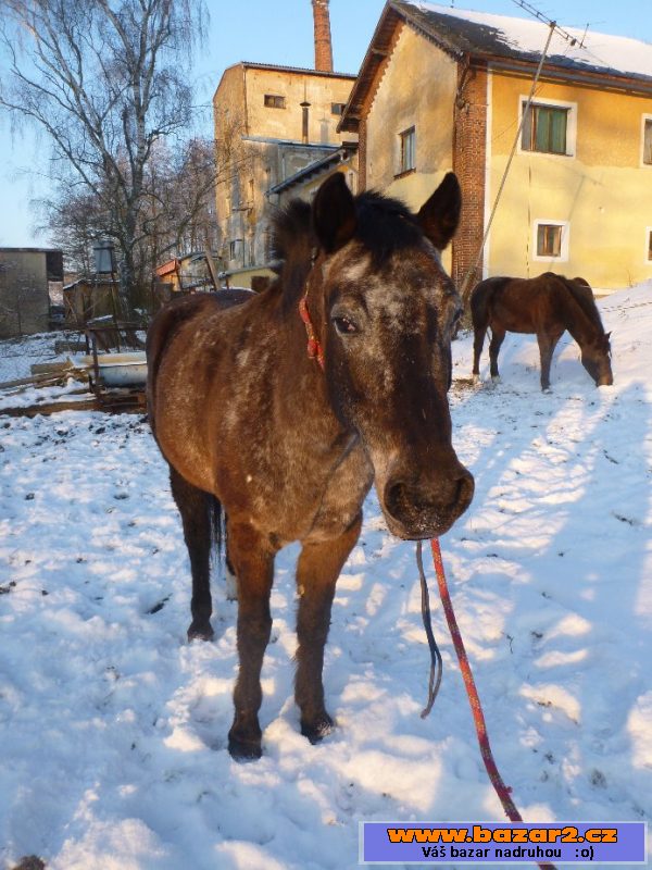 Ponny kobylka Usuanka