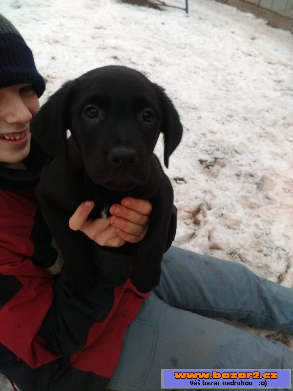 Štěňata křížence labradora 