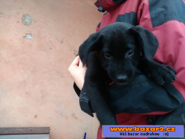 Štěňata křížence labradora 