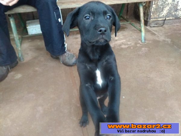 Štěňata křížence labradora 