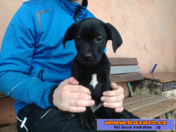 Štěňata křížence labradora 