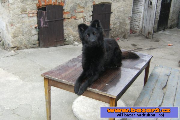 Daruji fenu belgického ovčáka