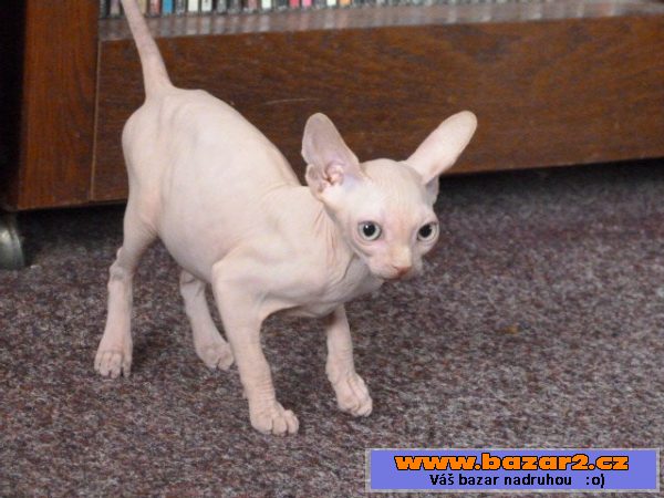Kanadský Sphynx bez PP-k odběru