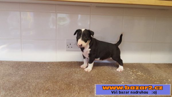Miniaturní Bull Terier