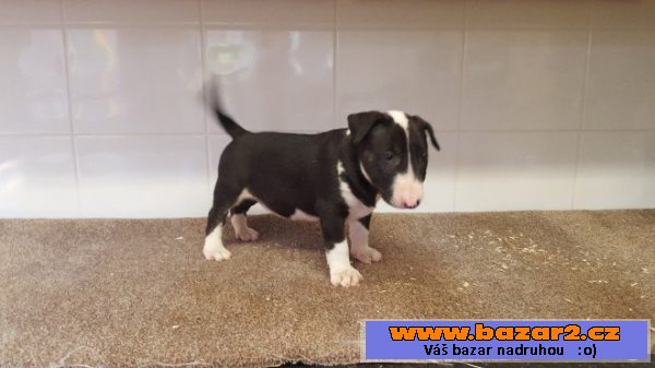 Miniaturní Bull Terier
