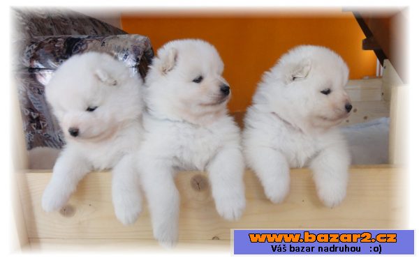 Samojed šteniatka s PP
