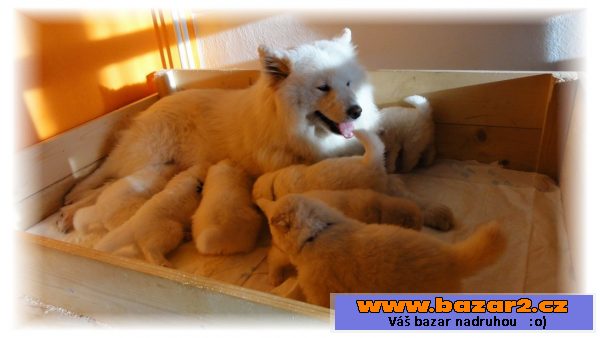 Samojed šteniatka s PP