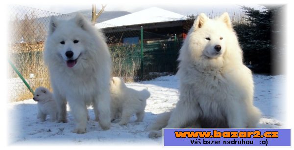 Samojed šteniatka s PP