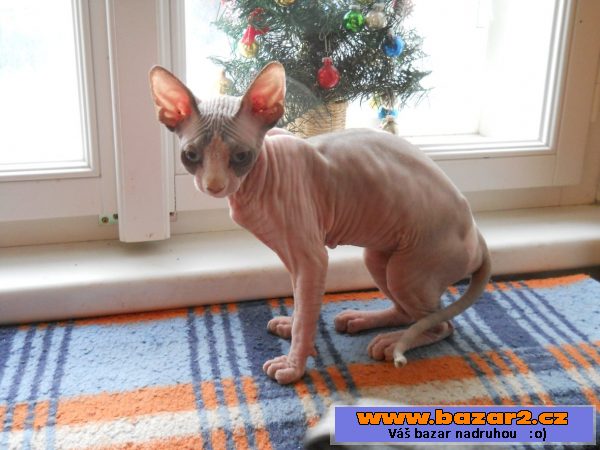 Kanadský sphynx - kotátko 