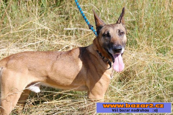 Belgický ovčák – Malinois