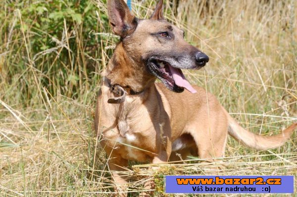 Belgický ovčák – Malinois