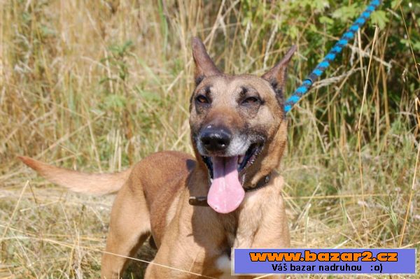 Belgický ovčák – Malinois