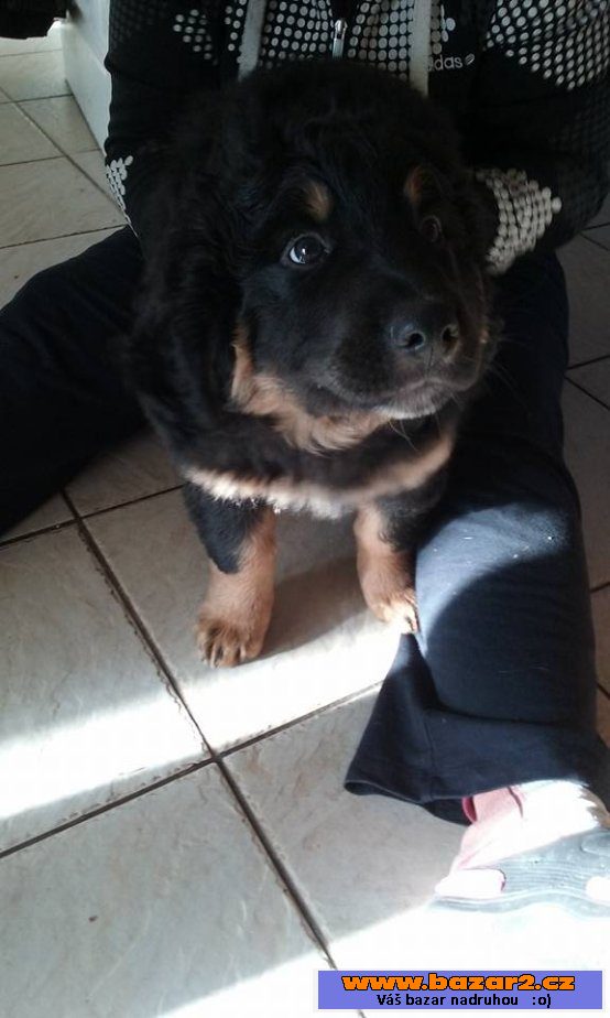 Mazlíčci