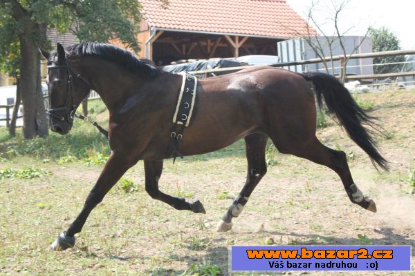 Líbivý valach pro hobby i sport
