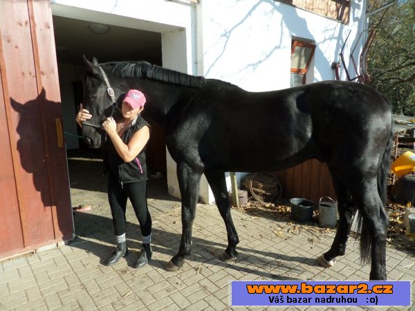 Líbivý valach pro hobby i sport