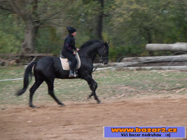 Líbivý valach pro hobby i sport