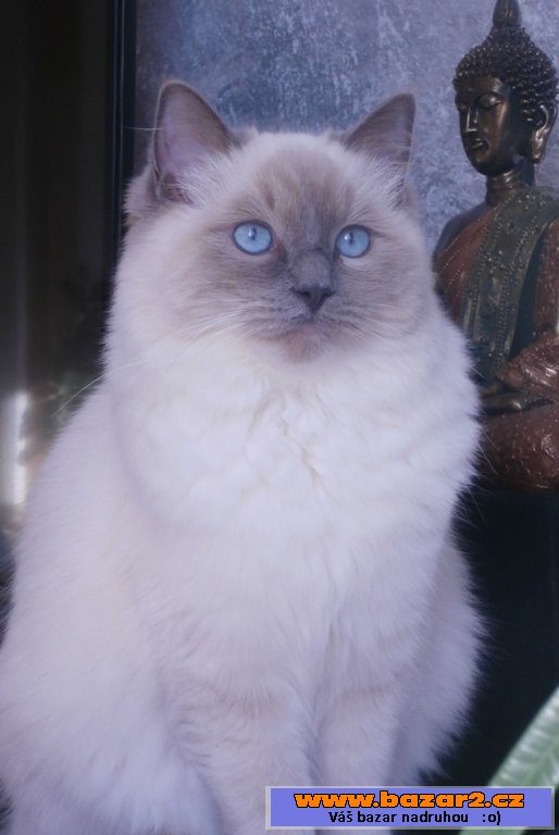 Koťatka Ragdoll s PP