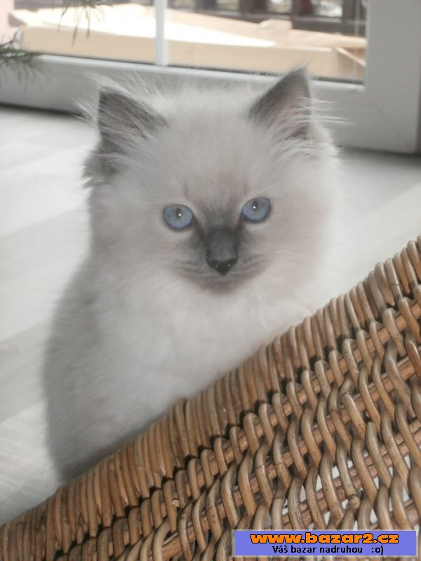 Koťatka Ragdoll s PP