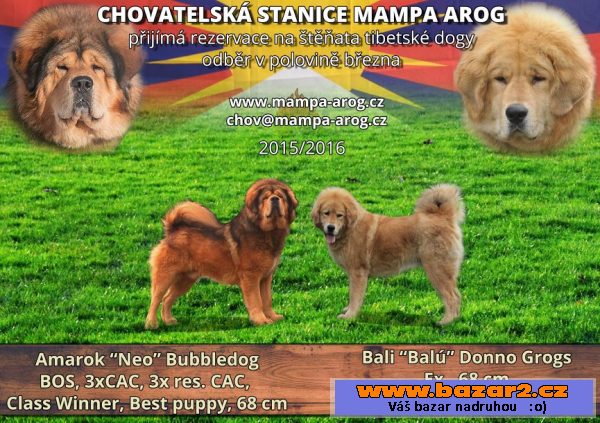 Tibetská doga - zlatá štěňata s PP