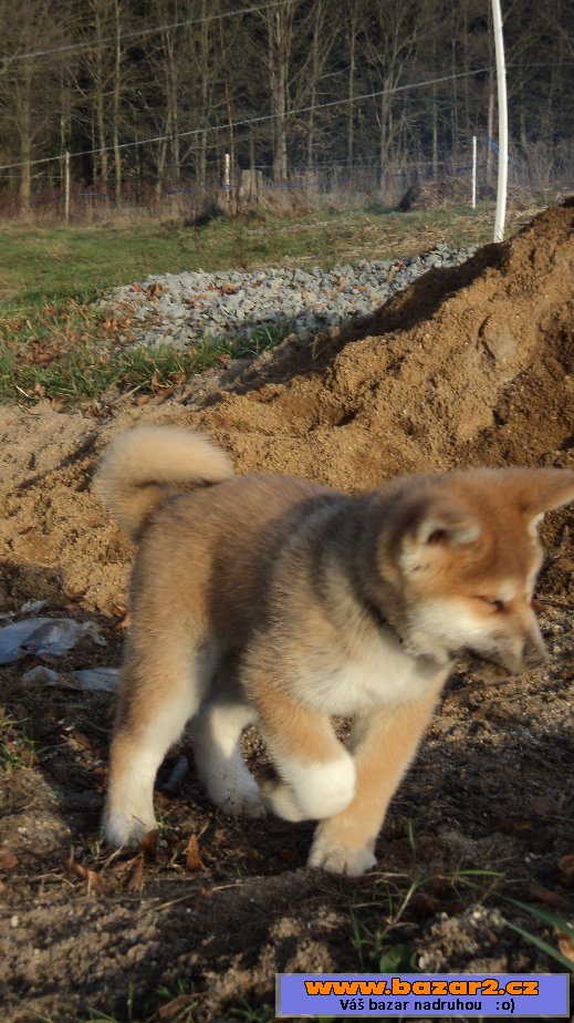 Akita Inu s pp