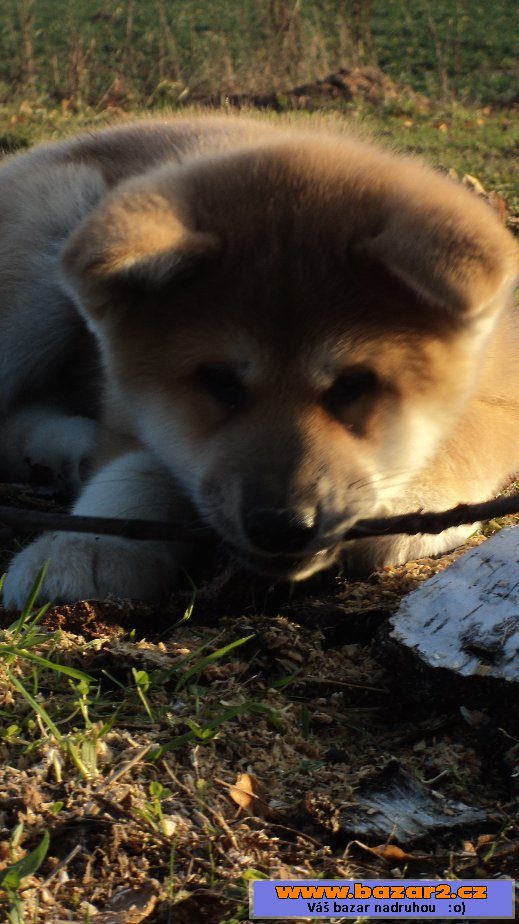 Akita Inu s pp