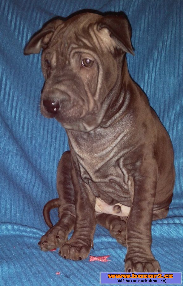 Thajský ridgeback - štěňátka s PP