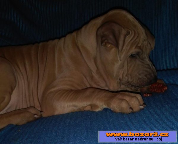 Thajský ridgeback - štěňátka s PP