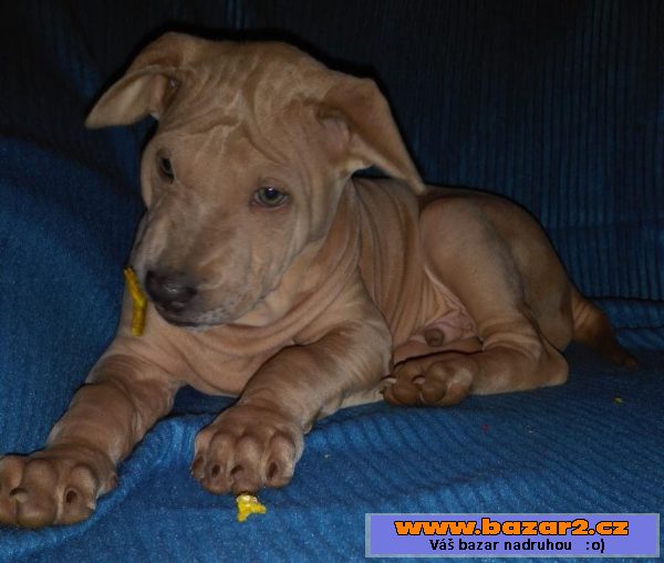 Thajský ridgeback - štěňátka s PP