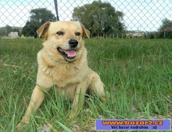 Jerry - voříšek 8kg - 3 roky