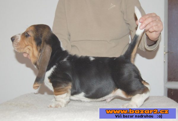 Basset hound - krásný pejsek